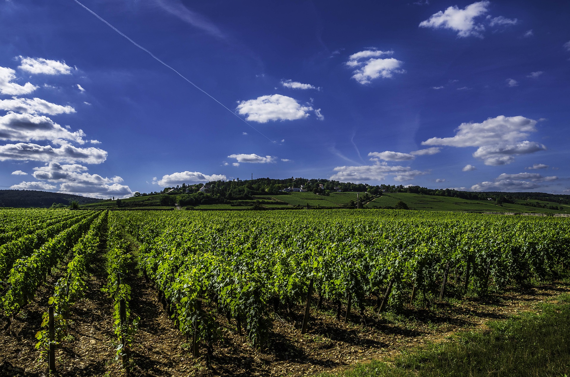 Vineyard in the South of France